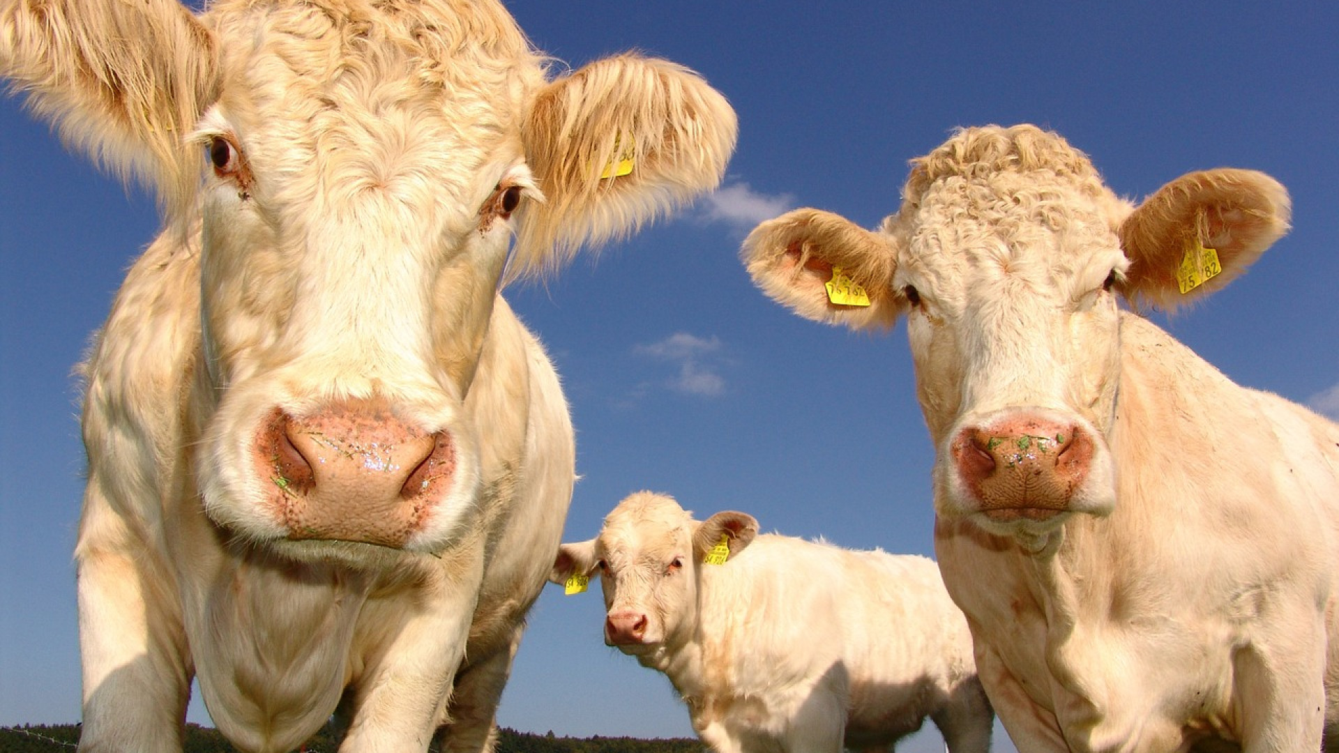 Gérez une exploitation agricole avec son Smartphone